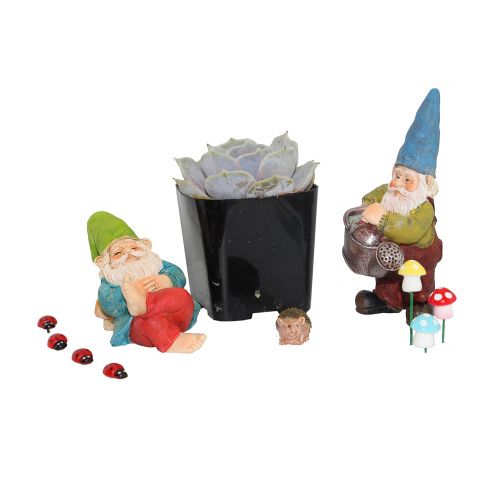  [아마존 핫딜]  [아마존핫딜]Shop Succulents Sukkulente Fairy Garden Gnome Set