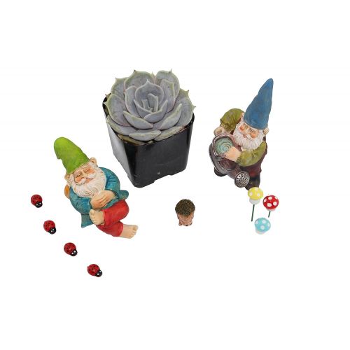  [아마존 핫딜]  [아마존핫딜]Shop Succulents Sukkulente Fairy Garden Gnome Set