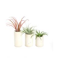 Shop Succulents | Classic Concrete Cylinder Planter Assorted Live Plants, Hand Selected Air Succulents | Collection of 3 Sizes (Natural), 3, Multi, Grey