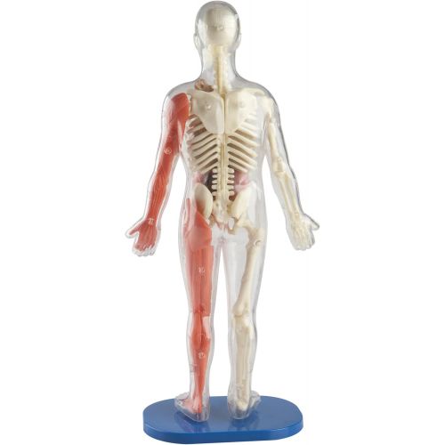  [아마존베스트]SmartLab Toys Squishy Human Body, Multicolor, Standard