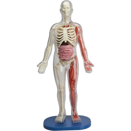  [아마존베스트]SmartLab Toys Squishy Human Body, Multicolor, Standard