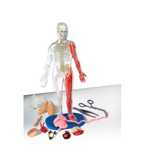  SmartLab Toys Squishy Human Body