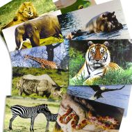 Stages Learning Materials Toddler Education Wild Animal Posters for Class Real Photo Decor for Preschool Bulletin Boards & Circle Time 9 Large Picture Cards