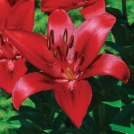 StrawberryIslandUS 5 Lily Bulbs-Asiatic Lily Gran Paradiso-Deep Red (Pack of 5 Bulbs) Perennial, Zones 3-8