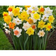 StrawberryIslandUS 50 Most Popular Daffodil Collection (Pack of 50 Lrg Bulbs) Deer Resistant, Perennial, Zones:4-9