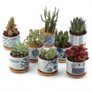 T4U 3 Inch Ceramic Japanese Style Serial Succulent Plant Pot/Cactus Plant Pot Flower Pot/Container/Planter Full Colors Package 1 Pack of 8