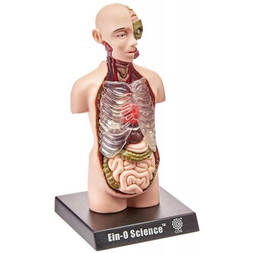  TEDCO TeDCo Bio Signs Human Anatomy - Torso