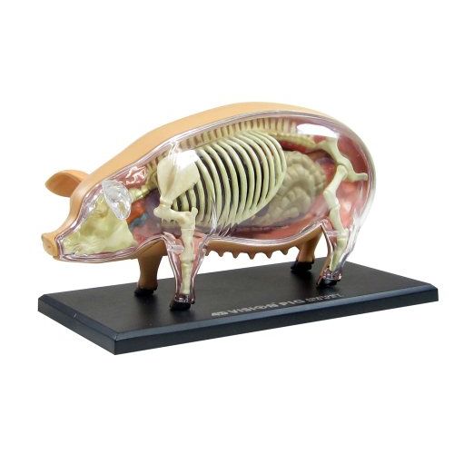  TEDCO Pig Anatomy Model 4D VISION by AOSHIMA