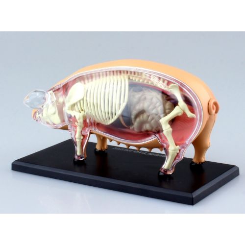  TEDCO Pig Anatomy Model 4D VISION by AOSHIMA