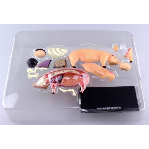  TEDCO Pig Anatomy Model 4D VISION by AOSHIMA