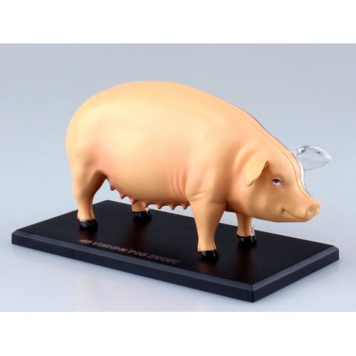  TEDCO Pig Anatomy Model 4D VISION by AOSHIMA