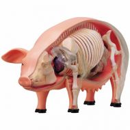 TEDCO Learn about Pig Anatomy - build your own 9 inch Model with 19 detachable parts (Age 8+)