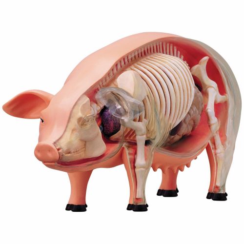  TEDCO Learn about Pig Anatomy - build your own 9 inch Model with 19 detachable parts (Age 8+)