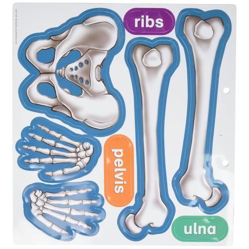  Teacher Created Resources Human Skeleton Magnetic Accents (77241)