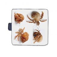 TecBillion Crabs Decor Stylish Picnic Blanket,Sea Animals Theme Set of Hermit Crabs from Caribbean Sea Digital Print Mat for Picnics Beaches Camping,58 L x 59 W