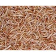 Tenebrio molitor 10,000 Live Mealworms, Reptile, Birds, Chickens, Fish Food