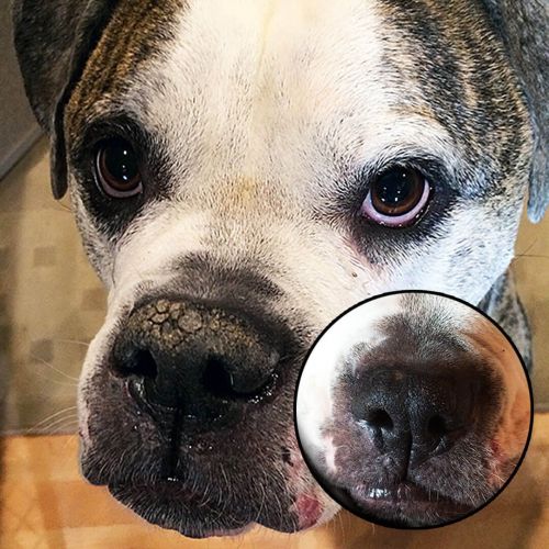  The Blissful Dog American Bulldog Unscented Nose Butter - Dog Nose Butter, 8 Ounce