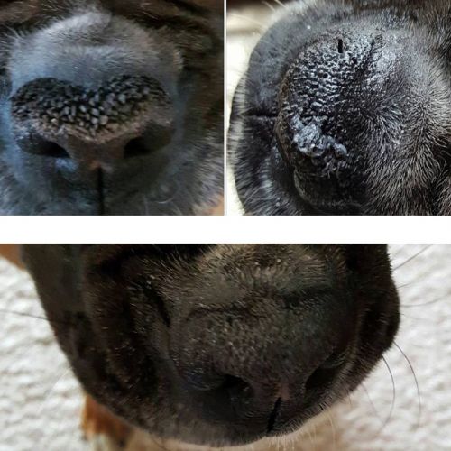  The Blissful Dog American Bulldog Nose Butter - Dog Nose Butter, 0.50 Ounce