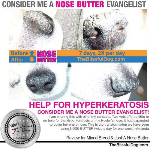  The Blissful Dog Nose Butter for Dry Dog Nose