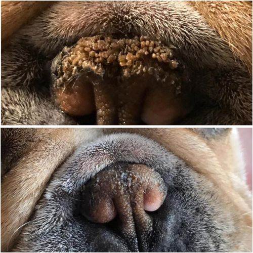  The Blissful Dog Nose Butter for Dry Dog Nose