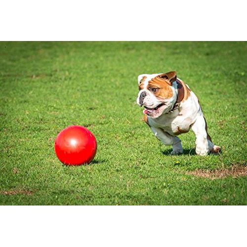  The Company of Animals Boomer Ball, Enormous (color may vary)