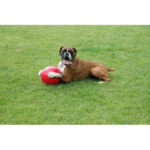  The Company of Animals Boomer Ball, Enormous (color may vary)