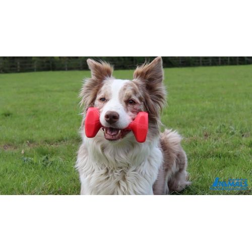  The Company of Animals - CLIX Dumbbell - Dog Retrieval Training Toy- Floats in Water - Durable for Everyday Play