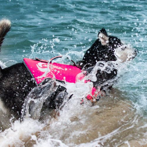  ThinkPet Dog Life Jacket, Reflective Lifesaver with Rescue Handle, Adjustable Floating Vest,High Buoyancy Aid Dog Saver