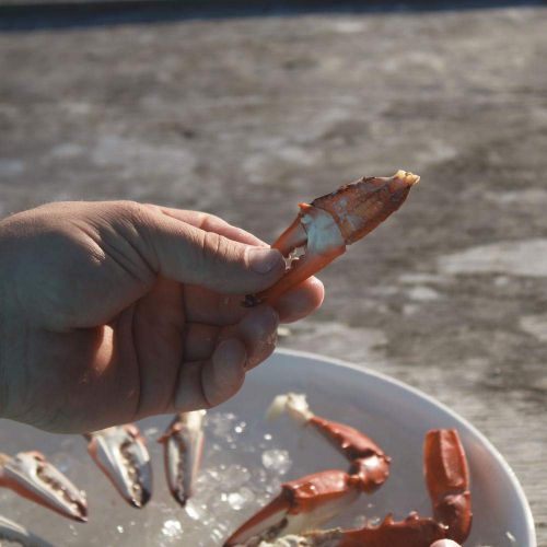  Crab Leg Cracker Tool - Perfect for Claws and Legs - Works with Lobster and Snow Crab Too - by Toadfish Outfitters