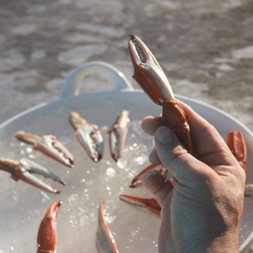  Crab Leg Cracker Tool - Perfect for Claws and Legs - Works with Lobster and Snow Crab Too - by Toadfish Outfitters