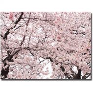 Trademark Art Trademark Fine Art Cherry Blossom Bonanza Canvas Wall Art by Ariane Moshayedi