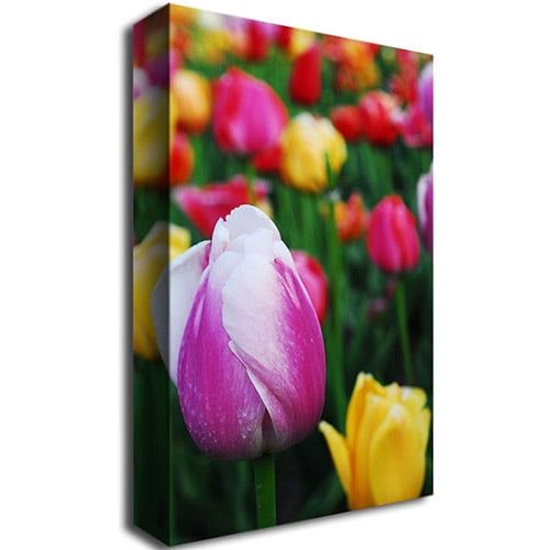  Trademark Art Trademark Fine Art In Among the Tulips Canvas Art by Kurt Shaffer