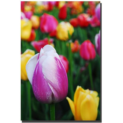  Trademark Art Trademark Fine Art In Among the Tulips Canvas Art by Kurt Shaffer