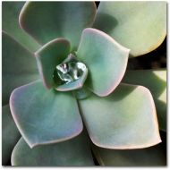 Trademark Art Trademark Fine Art Succulent Rain Drop Canvas Wall Art by Kurt Shaffer