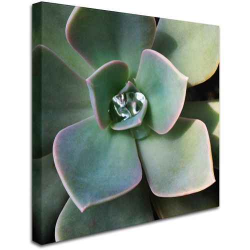  Trademark Art Trademark Fine Art Succulent Rain Drop Canvas Wall Art by Kurt Shaffer