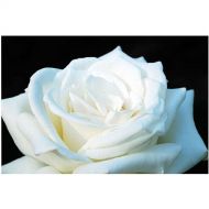Trademark Art White Rose II by Kurt Shaffer, 16x24