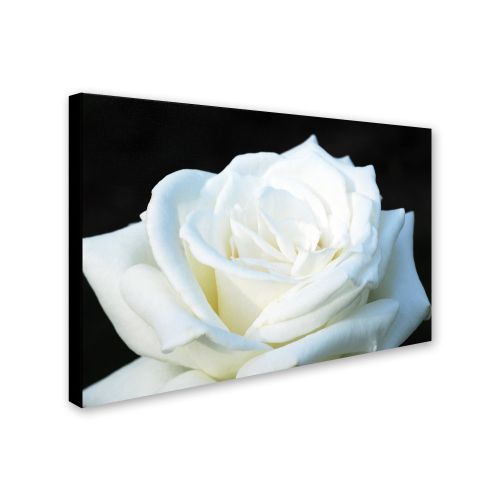  Trademark Art White Rose II by Kurt Shaffer, 16x24