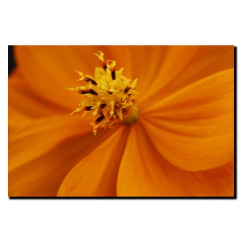  Trademark Art Orange Flower Canvas Art by Kurt Shaffer