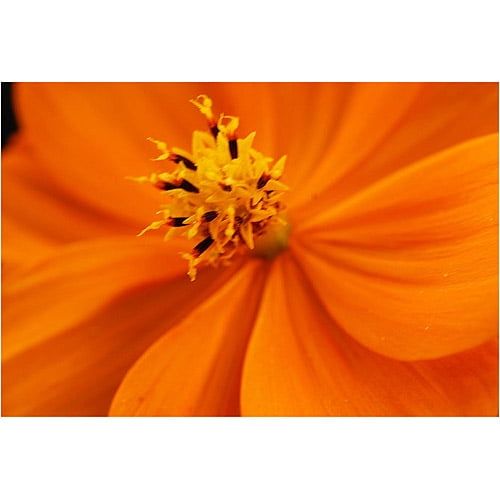  Trademark Art Orange Flower Canvas Art by Kurt Shaffer