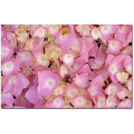 Trademark Art Trademark Fine Art Pink Hydrangea Canvas Art by Kathie McCurdy