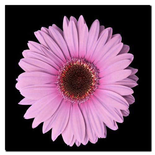  Trademark Art Trademark Fine Art Pink Gerber Daisy Canvas Art