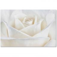 Trademark Art Trademark Fine Art Pure White Rose Canvas Art by Cora Niele