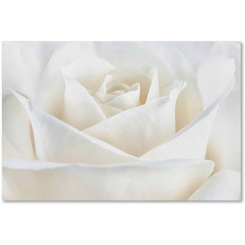  Trademark Art Trademark Fine Art Pure White Rose Canvas Art by Cora Niele