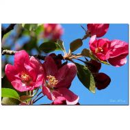 Trademark Art Trademark Fine Art Apple Blossoms Canvas Art by Kathie McCurdy