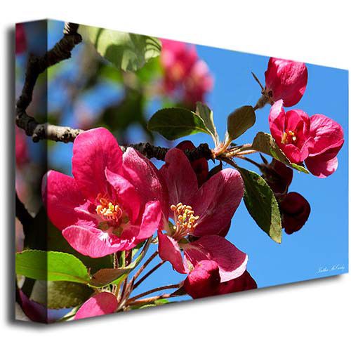  Trademark Art Trademark Fine Art Apple Blossoms Canvas Art by Kathie McCurdy