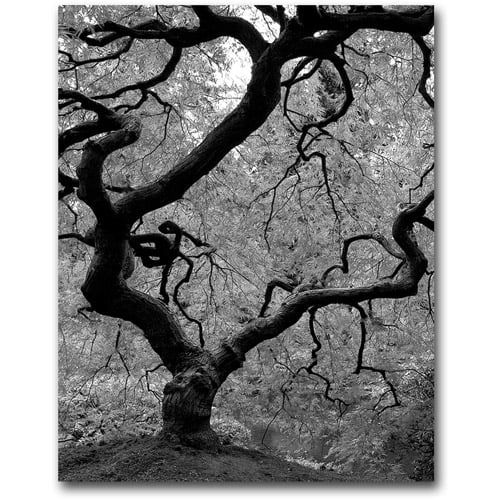  Trademark Art Japanese Tree II Canvas Wall Art by David Farley