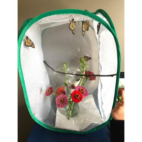  [아마존베스트]Trasfit Pop-up Insect and Butterfly Habitat Cage Terrarium - 24 Inches Tall