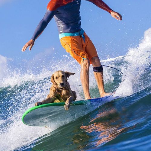  Visit the Unigear Store Unigear Surfboard Leash, Premium and Straight Surf Leash for Safer and Unbounded Surfing with Waterproof Phone Case, 6/8/9/10 feet