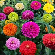 1000+ Crazy Blend Zinnia Seeds for Planting Zinnia Elegans Heirloom Open Pollinated & Untreated Mixed Color Zinnia Flowers