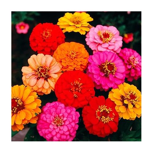  1000+ Crazy Blend Zinnia Seeds for Planting Zinnia Elegans Heirloom Open Pollinated & Untreated Mixed Color Zinnia Flowers
